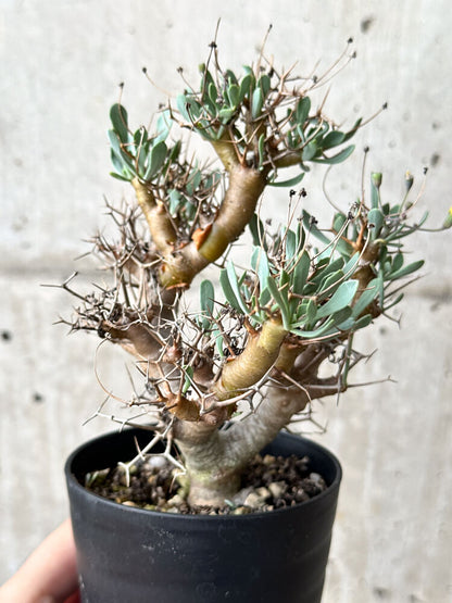 【現品限り】オトンナ・ユーフォルビオイデス【N57】 Othonna euphorbioides