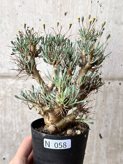 【現品限り】オトンナ・ユーフォルビオイデス【N58】 Othonna euphorbioides