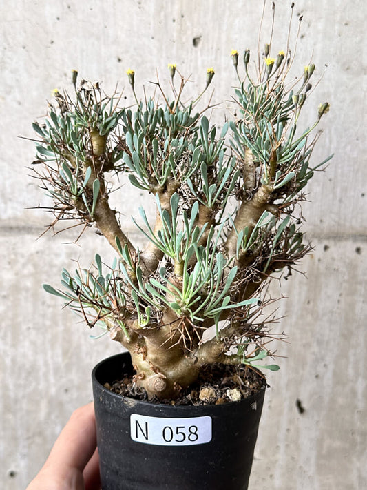 【現品限り】オトンナ・ユーフォルビオイデス【N58】 Othonna euphorbioides