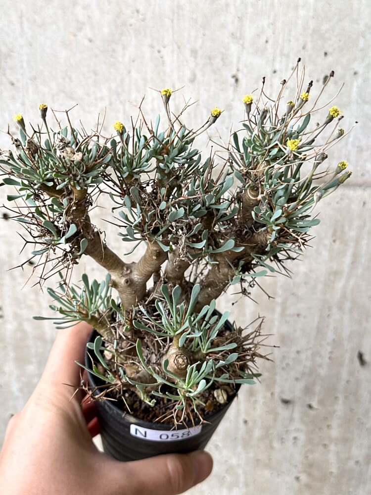 【現品限り】オトンナ・ユーフォルビオイデス【N58】 Othonna euphorbioides