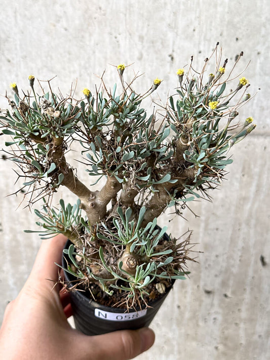 【現品限り】オトンナ・ユーフォルビオイデス【N58】 Othonna euphorbioides