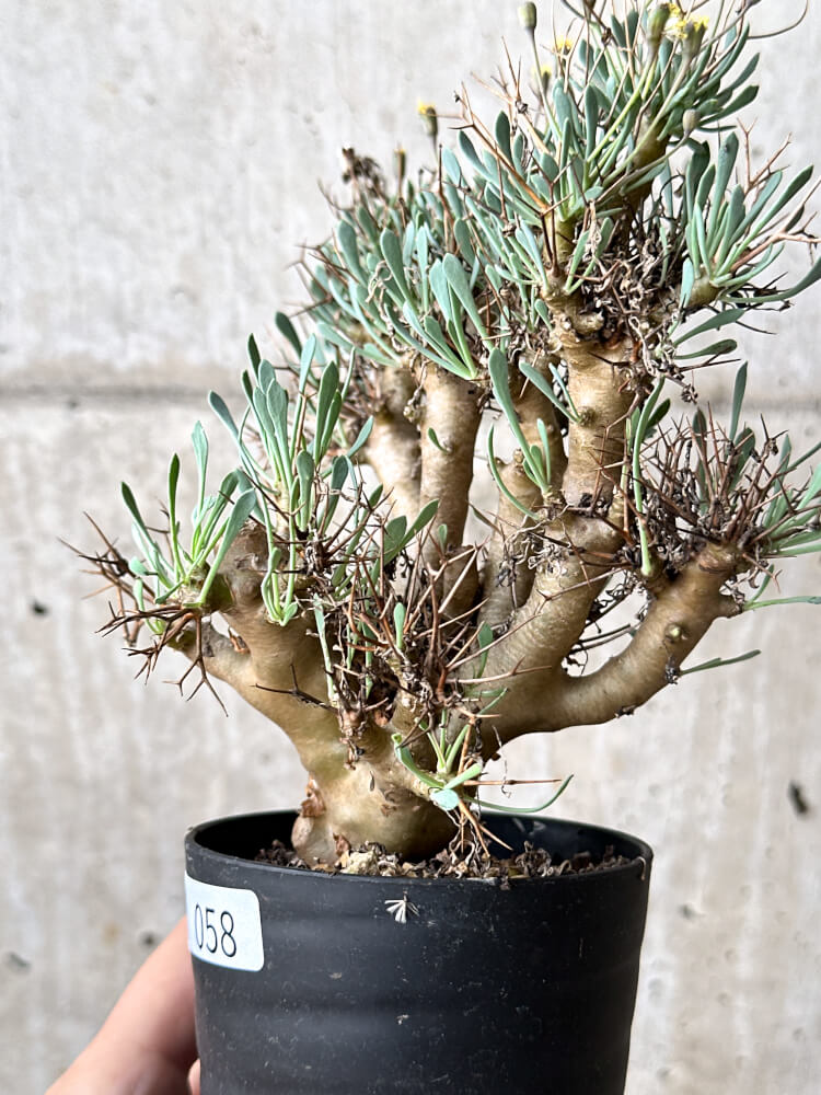 【現品限り】オトンナ・ユーフォルビオイデス【N58】 Othonna euphorbioides