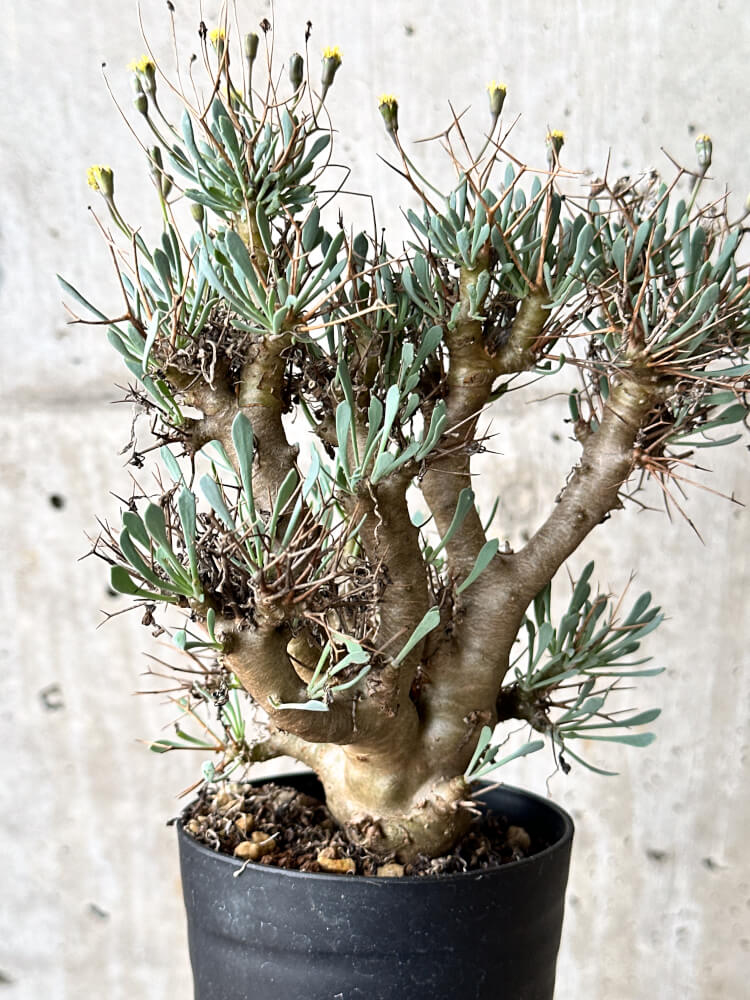 【現品限り】オトンナ・ユーフォルビオイデス【N58】 Othonna euphorbioides