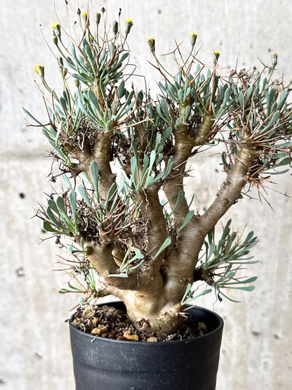 【現品限り】オトンナ・ユーフォルビオイデス【N58】 Othonna euphorbioides
