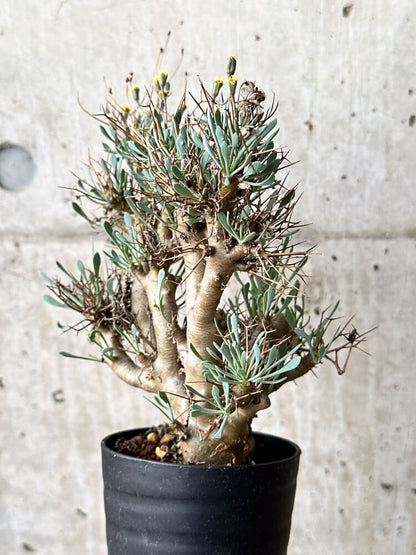 【現品限り】オトンナ・ユーフォルビオイデス【N58】 Othonna euphorbioides