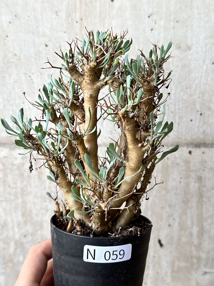 【現品限り】オトンナ・ユーフォルビオイデス【N59】 Othonna euphorbioides