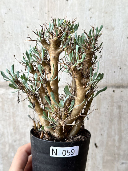 【現品限り】オトンナ・ユーフォルビオイデス【N59】 Othonna euphorbioides