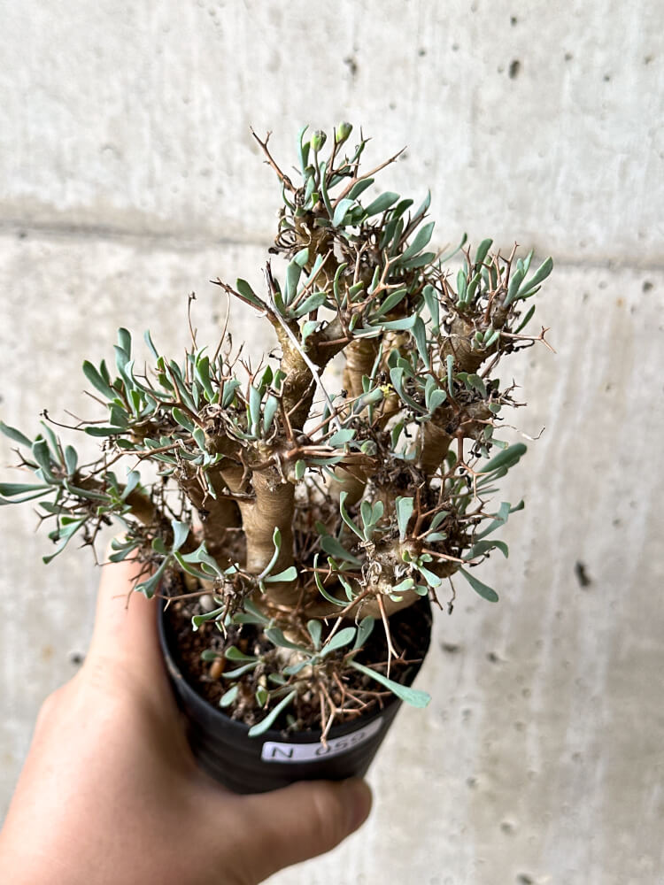 【現品限り】オトンナ・ユーフォルビオイデス【N59】 Othonna euphorbioides