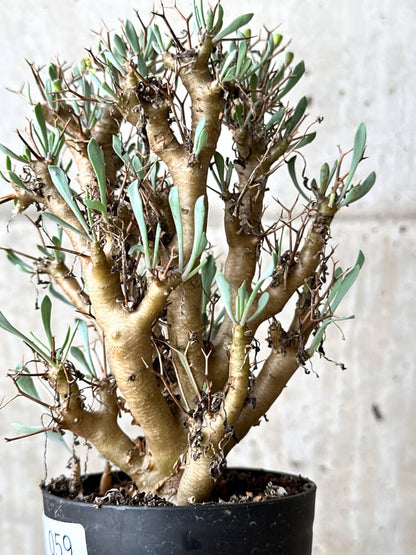 【現品限り】オトンナ・ユーフォルビオイデス【N59】 Othonna euphorbioides