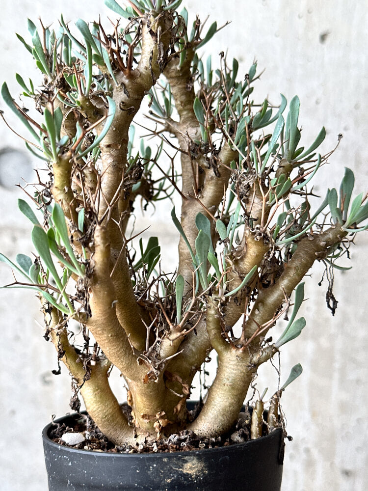 【現品限り】オトンナ・ユーフォルビオイデス【N59】 Othonna euphorbioides