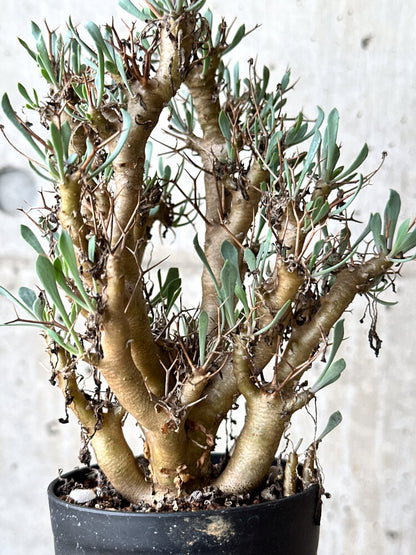 【現品限り】オトンナ・ユーフォルビオイデス【N59】 Othonna euphorbioides