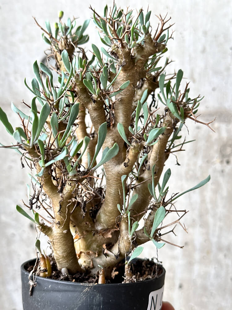 【現品限り】オトンナ・ユーフォルビオイデス【N59】 Othonna euphorbioides