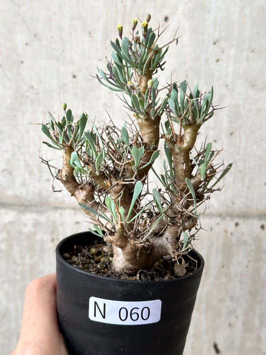 【現品限り】オトンナ・ユーフォルビオイデス【N60】 Othonna euphorbioides