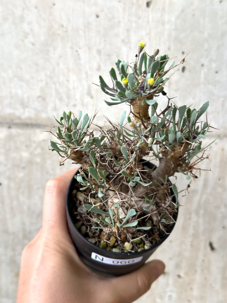 【現品限り】オトンナ・ユーフォルビオイデス【N60】 Othonna euphorbioides