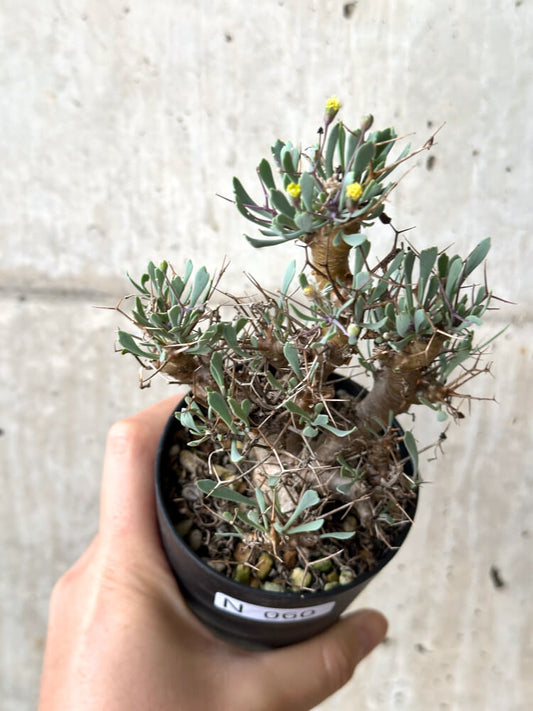 【現品限り】オトンナ・ユーフォルビオイデス【N60】 Othonna euphorbioides