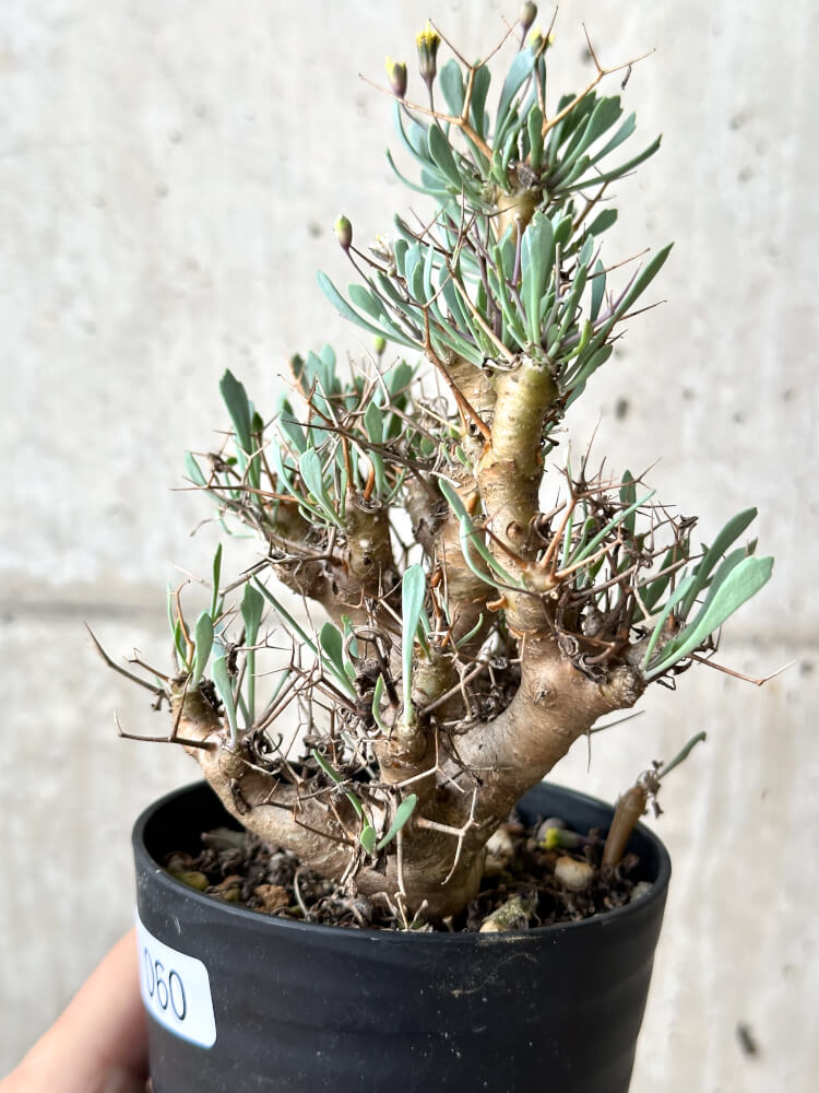 【現品限り】オトンナ・ユーフォルビオイデス【N60】 Othonna euphorbioides