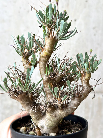 【現品限り】オトンナ・ユーフォルビオイデス【N60】 Othonna euphorbioides
