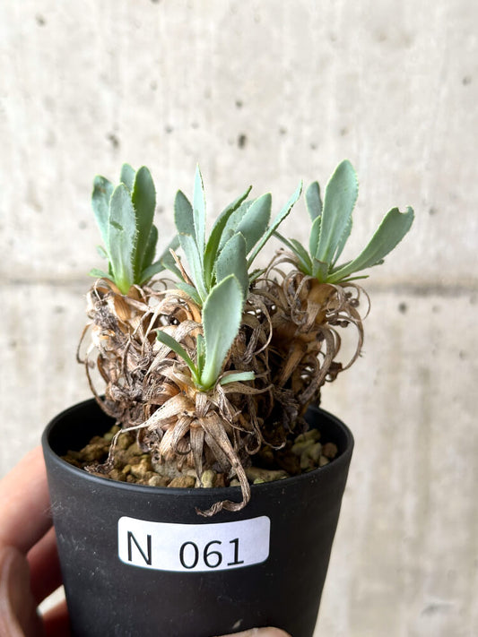 【現品限り】オトンナ・レトロルサ 実生4年【N61】 Othonna retrorsa