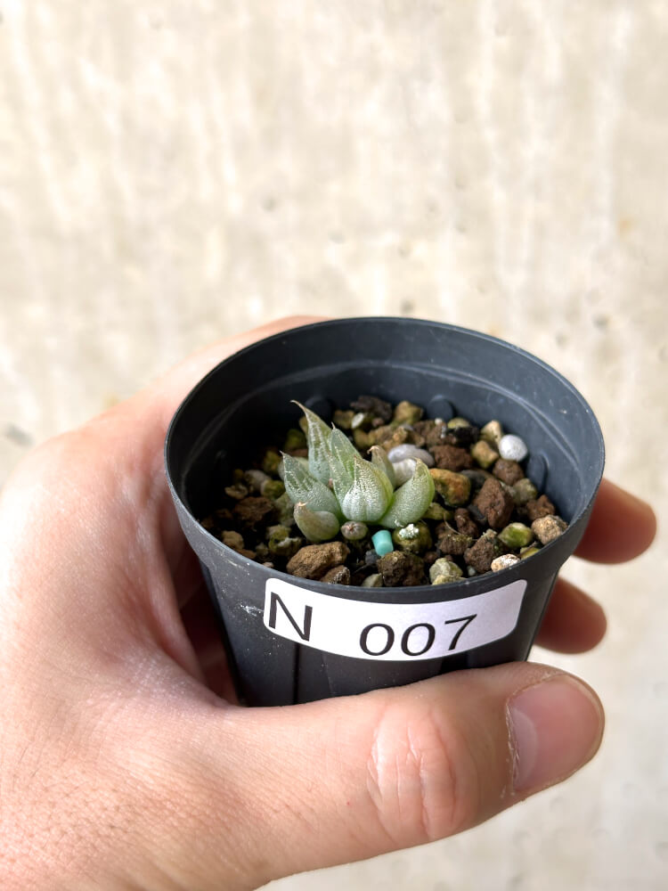 【現品限り】ブルビネ・ロリータ【N7】 Bulbine lolita