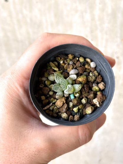 【現品限り】ブルビネ・ロリータ【N7】 Bulbine lolita