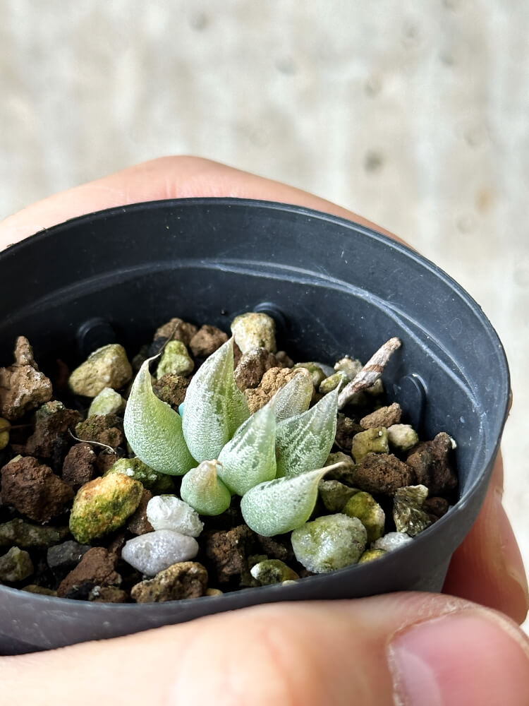 【現品限り】ブルビネ・ロリータ【N7】 Bulbine lolita