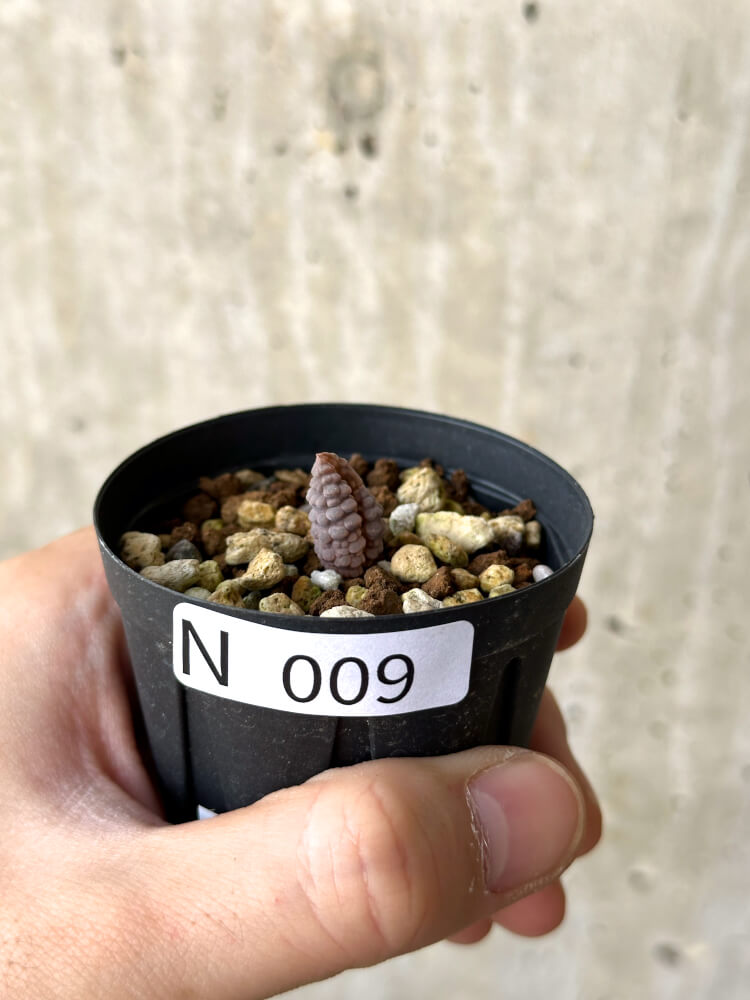 【現品限り】ブルビネ・ブルインシー 選抜【N9】 Bulbine bruynsii