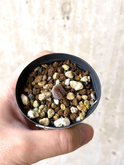 【現品限り】ブルビネ・ブルインシー 選抜【N9】 Bulbine bruynsii