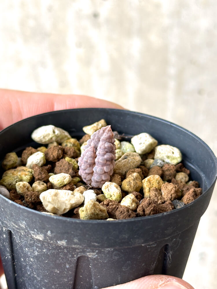 【現品限り】ブルビネ・ブルインシー 選抜【N9】 Bulbine bruynsii