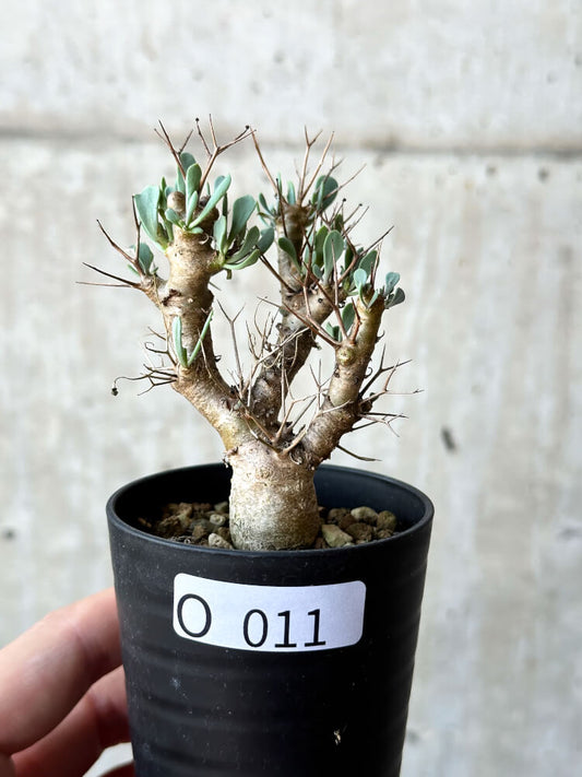 【現品限り】オトンナ・ユーフォルビオイデス【O11】 Othonna euphorbioides