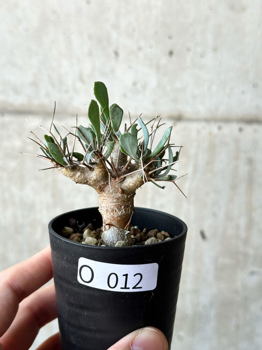 【現品限り】オトンナ・ユーフォルビオイデス【O12】 Othonna euphorbioides