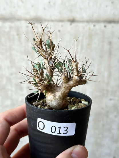 【現品限り】オトンナ・ユーフォルビオイデス【O13】 Othonna euphorbioides