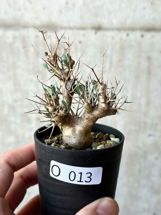 【現品限り】オトンナ・ユーフォルビオイデス【O13】 Othonna euphorbioides