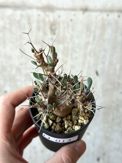 【現品限り】オトンナ・ユーフォルビオイデス【O13】 Othonna euphorbioides