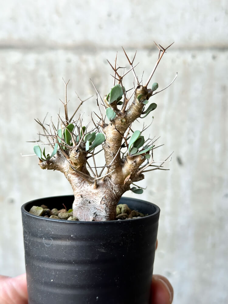 【現品限り】オトンナ・ユーフォルビオイデス【O13】 Othonna euphorbioides