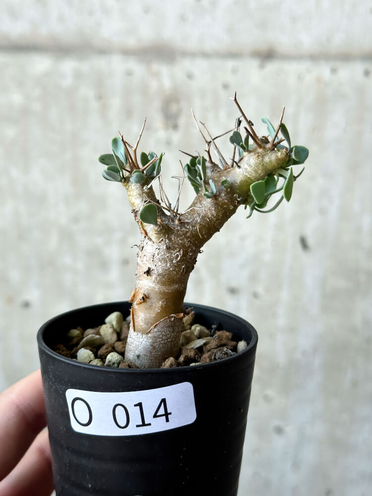 【現品限り】オトンナ・ユーフォルビオイデス【O14】 Othonna euphorbioides