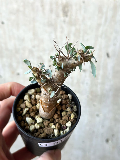 【現品限り】オトンナ・ユーフォルビオイデス【O14】 Othonna euphorbioides
