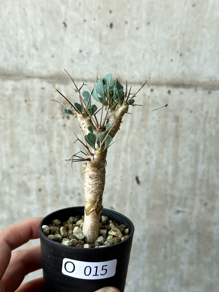 【現品限り】オトンナ・ユーフォルビオイデス【O15】 Othonna euphorbioides