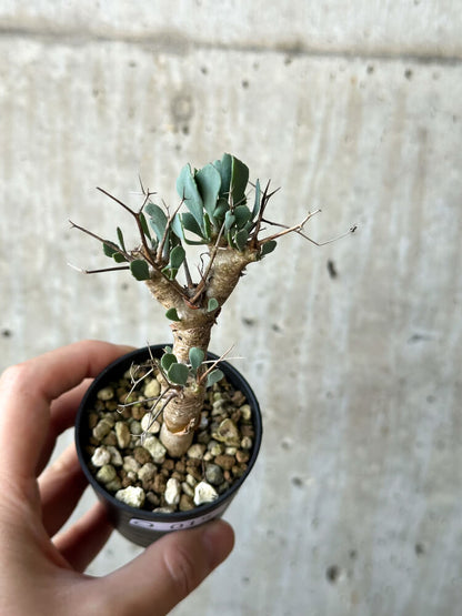 【現品限り】オトンナ・ユーフォルビオイデス【O15】 Othonna euphorbioides