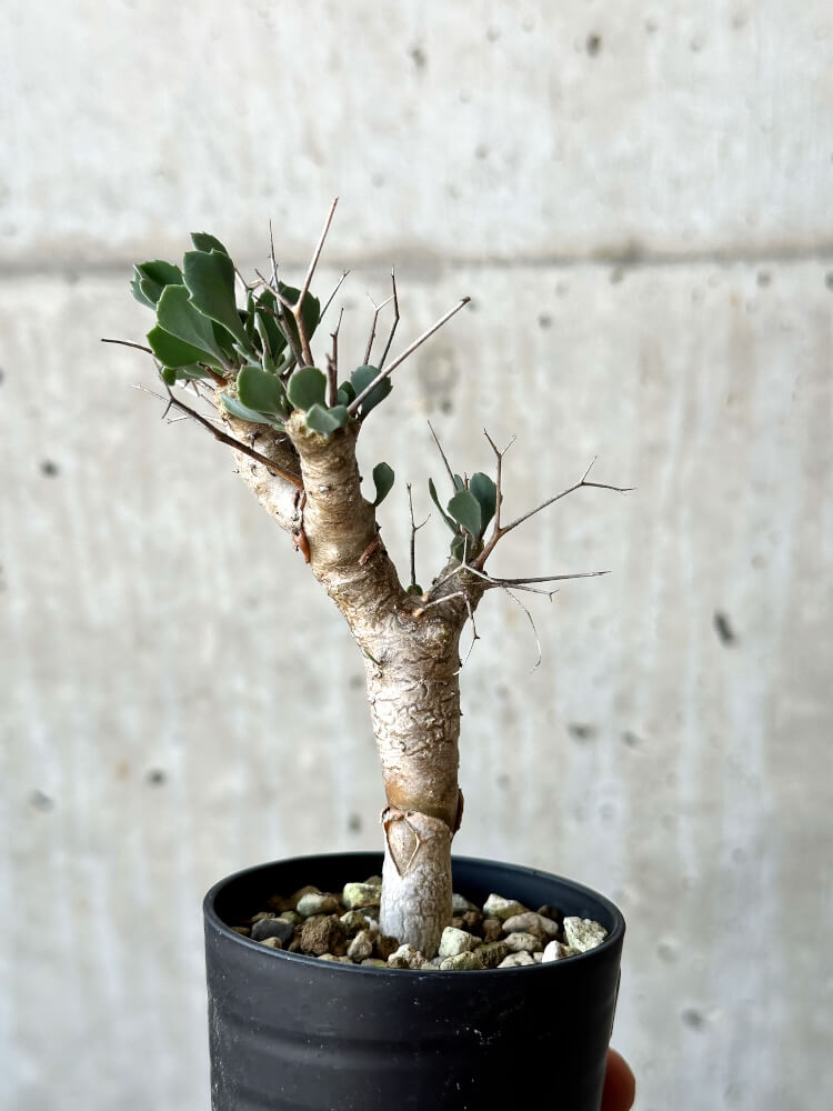 【現品限り】オトンナ・ユーフォルビオイデス【O15】 Othonna euphorbioides