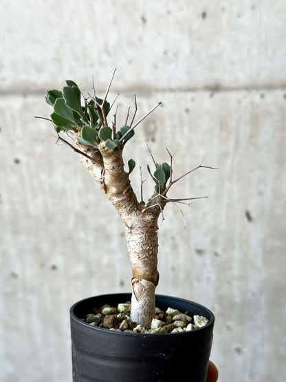 【現品限り】オトンナ・ユーフォルビオイデス【O15】 Othonna euphorbioides