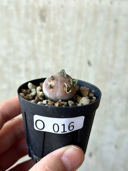 【現品限り】オトンナ・カカリオイデス 現地株 発根済み【O16】 Othonna cacalioides