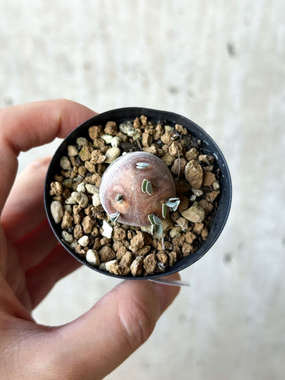 【現品限り】オトンナ・カカリオイデス 現地株 発根済み【O16】 Othonna cacalioides