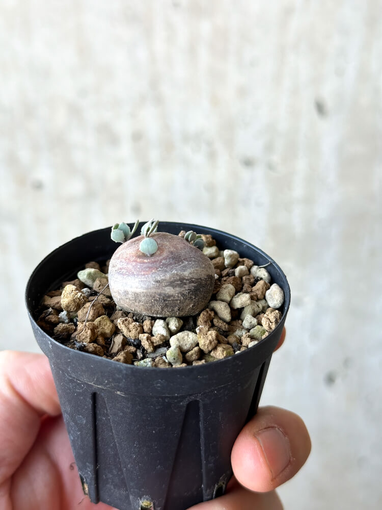 【現品限り】オトンナ・カカリオイデス 現地株 発根済み【O16】 Othonna cacalioides