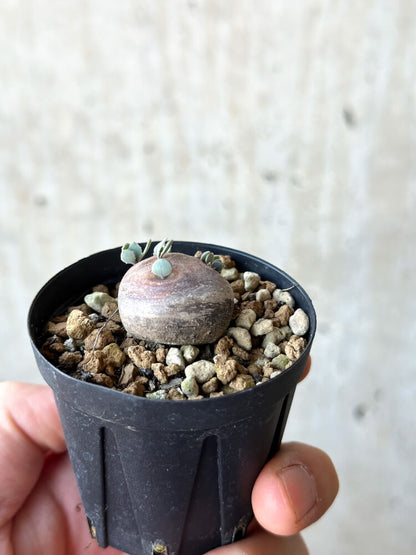 【現品限り】オトンナ・カカリオイデス 現地株 発根済み【O16】 Othonna cacalioides