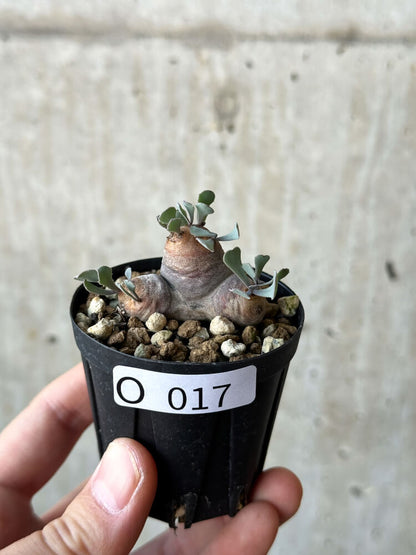 【現品限り】オトンナ・カカリオイデス 現地株 発根済み【O17】 Othonna cacalioides