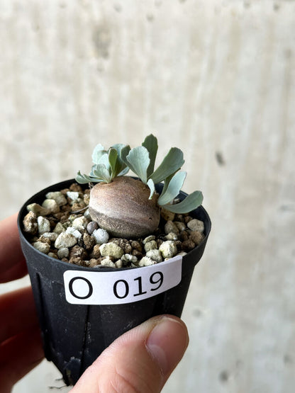 【現品限り】オトンナ・カカリオイデス 現地株 発根済み【O19】 Othonna cacalioides