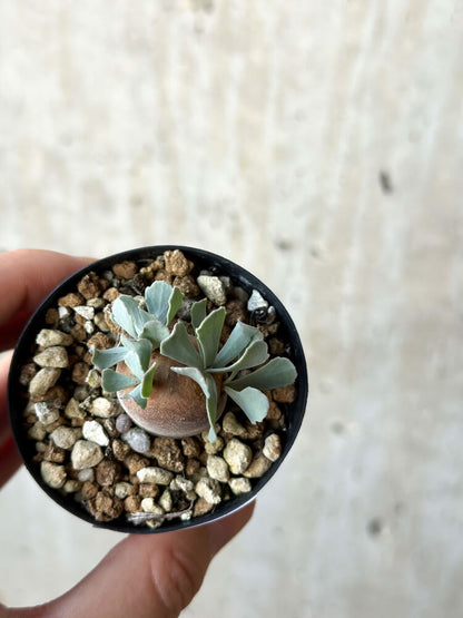 【現品限り】オトンナ・カカリオイデス 現地株 発根済み【O19】 Othonna cacalioides