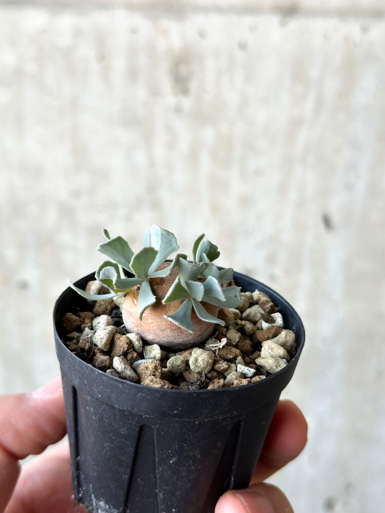 【現品限り】オトンナ・カカリオイデス 現地株 発根済み【O19】 Othonna cacalioides