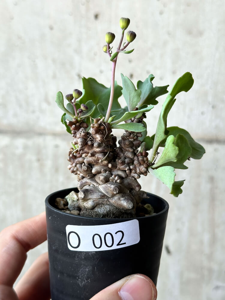 現品限り】オトンナ・ヘレー 蛮鬼塔【O2】 Othonna herrei 塊根植物