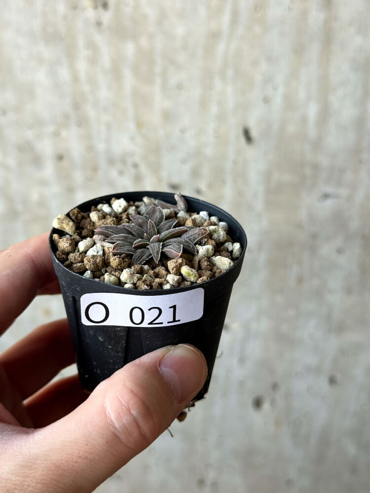 【現品限り】ブルビネ・ハオルチオイデス【O21】 Bulbine haworthioides